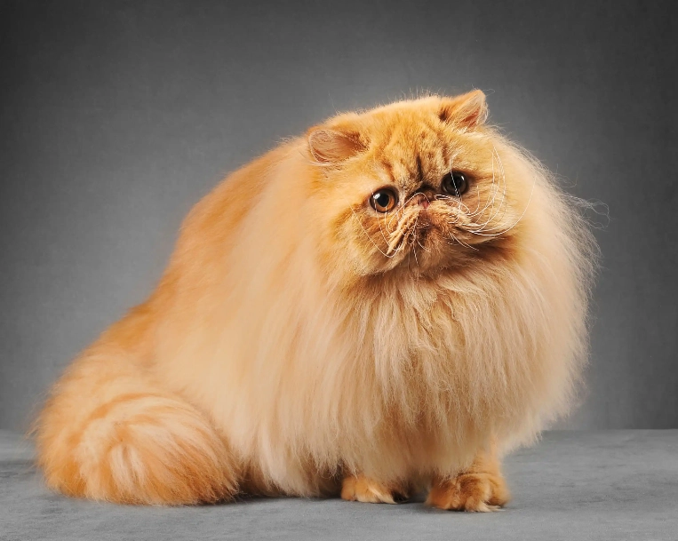 persian cat personality persian cat personality