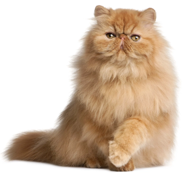 persian cat health problems persian cat health problems