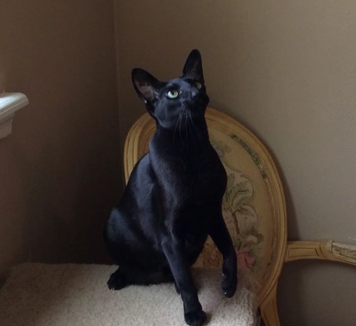 black oriental shorthair