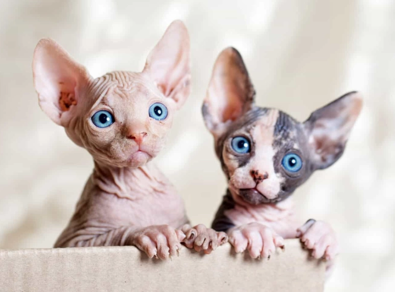 sphynx cat care sphynx cat care
