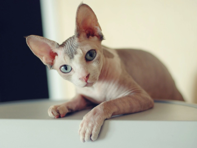 sphynx cat personality sphynx cat personality