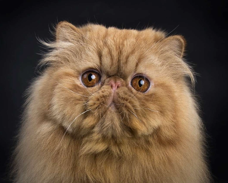 persian cat care persian cat care