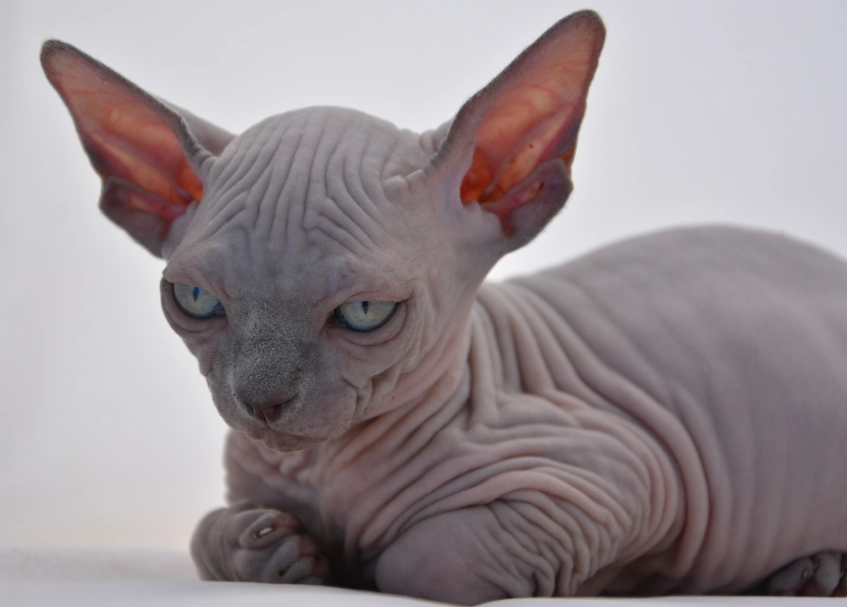 sphynx cat care sphynx cat care