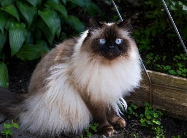 Himalayan cat personality Himalayan cat personality