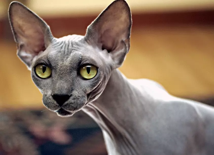 hairless cat breed hairless cat breed
