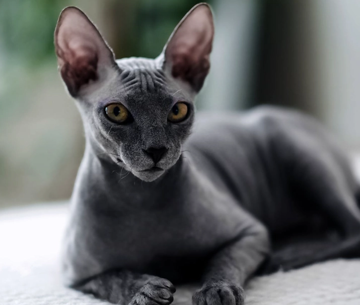 sphynx cat personality sphynx cat personality