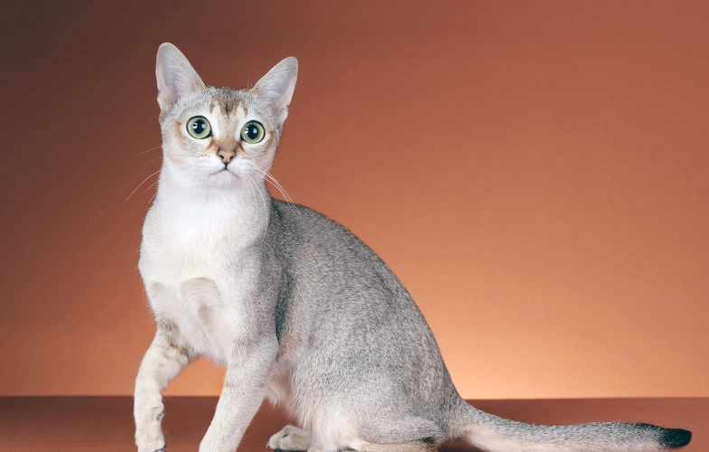 Singapore cat breed