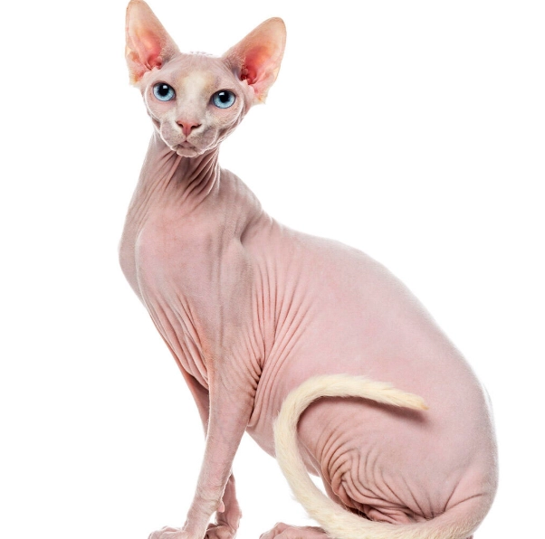 hairless cat breed hairless cat breed
