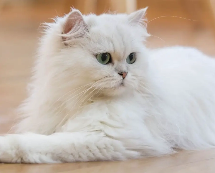 persian cat personality persian cat personality