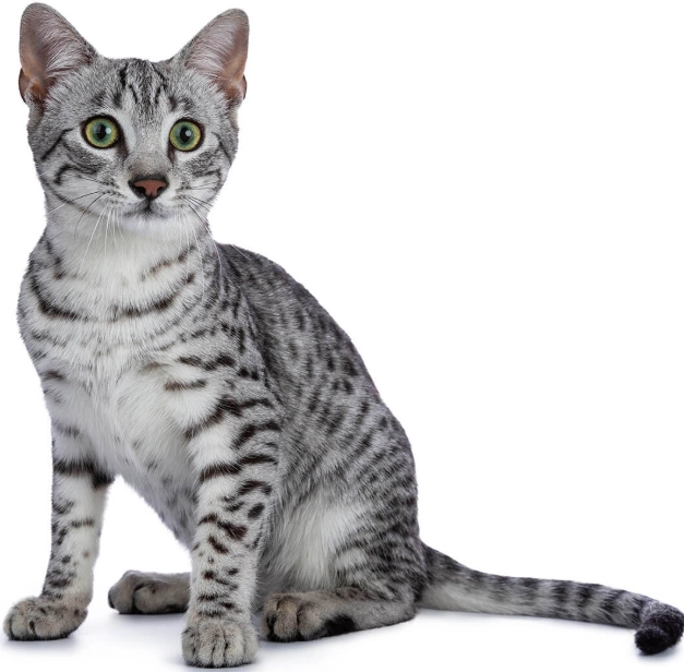 Egyptian cat breed