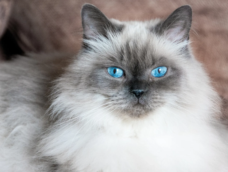 Himalayan cat personality Himalayan cat personality