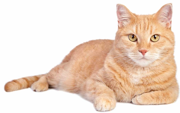 orange tabby cat