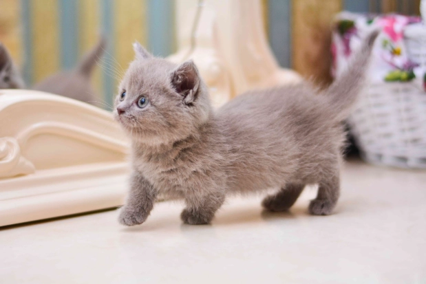 munchkin cat care munchkin cat care
