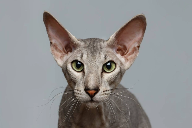 hairless cat care