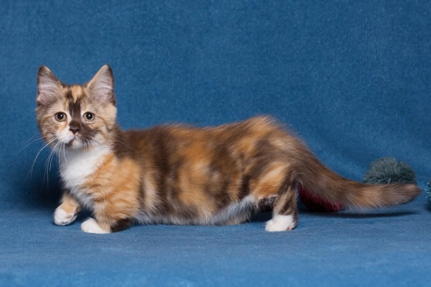 munchkin cat care munchkin cat care