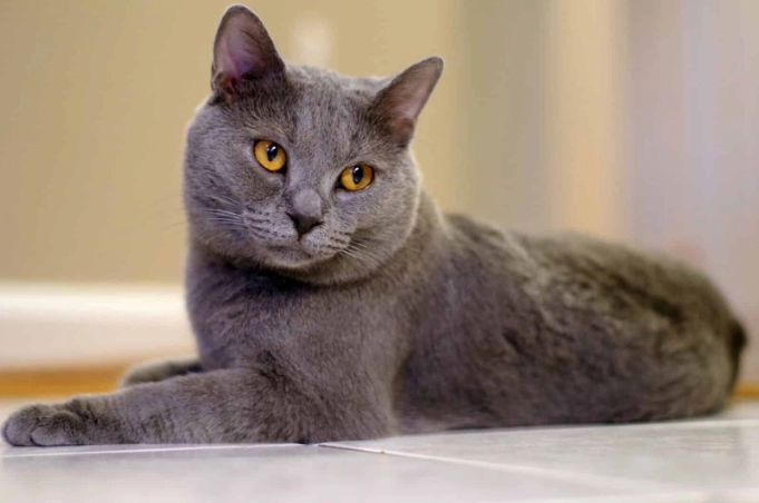 Chartreux cat