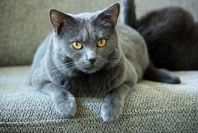 Chartreux cat