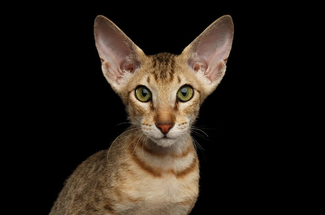 Peterbald cat personality