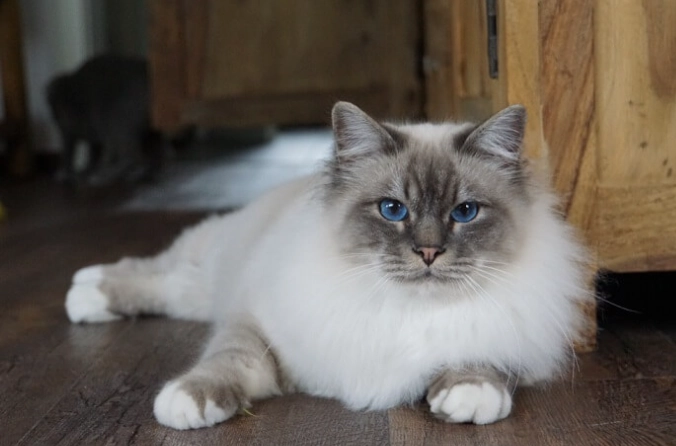 Birman cat personality