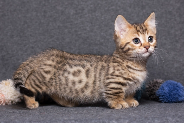 short leg cat short leg cat