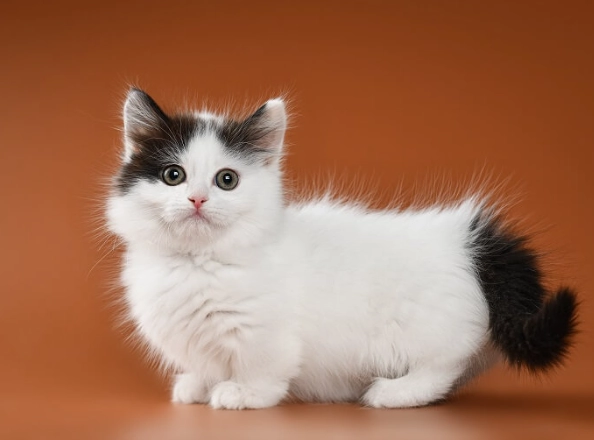 munchkin cat breed munchkin cat breed