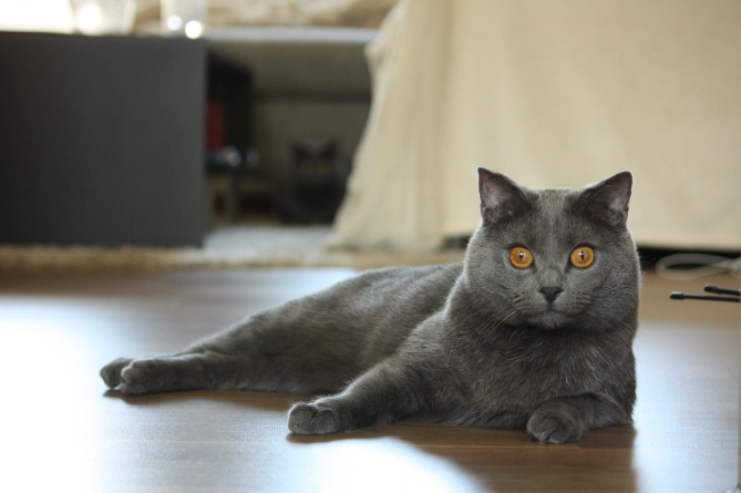 Chartreux cat care