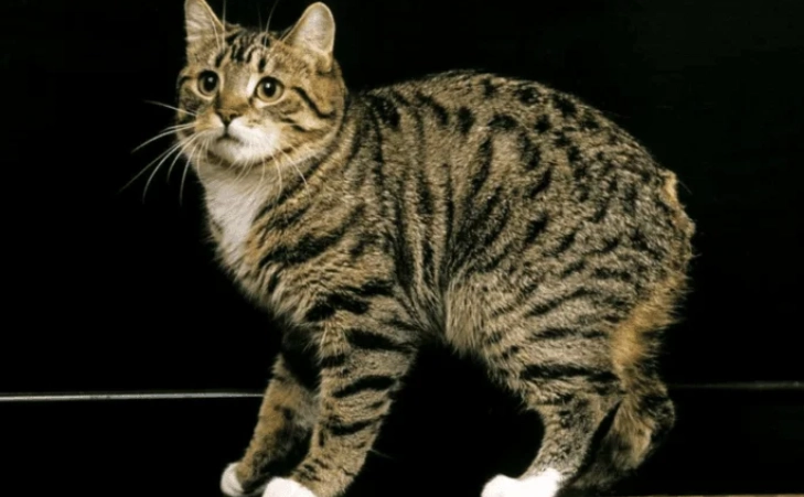 how long do tabby cats live