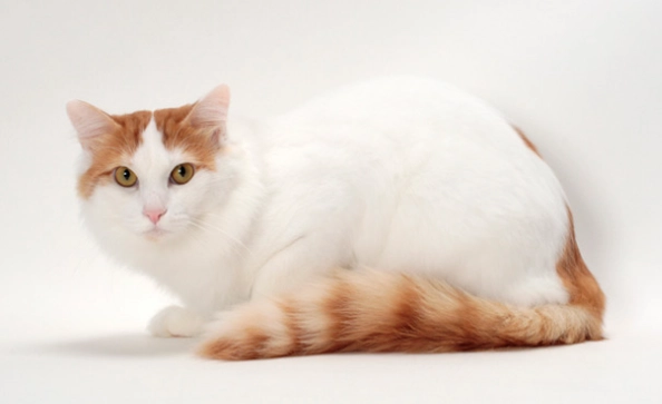 Turkish Van vs Turkish Angora