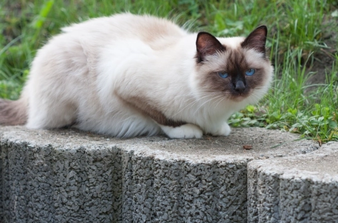 Birman cat vs Ragdoll