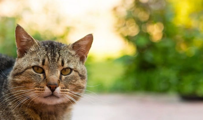 tabby cat life expectancy