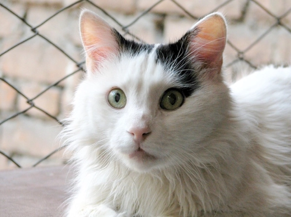 Turkish Van cat price