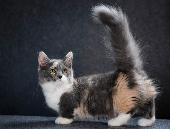 munchkin cat care munchkin cat care