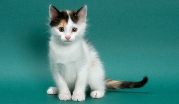 Turkish Van cat characteristics