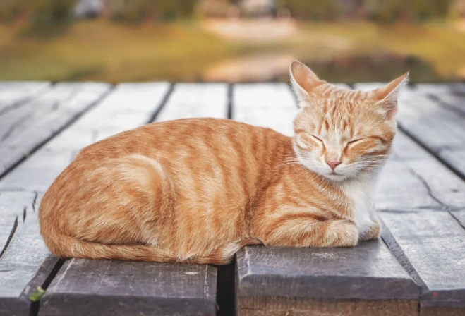 orange tabby personality