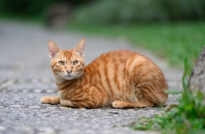 tabby cat orange