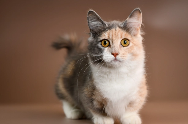 short leg cat short leg cat