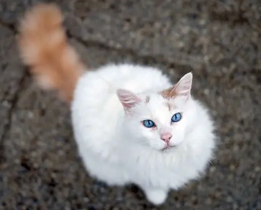 Turkish Van cat price