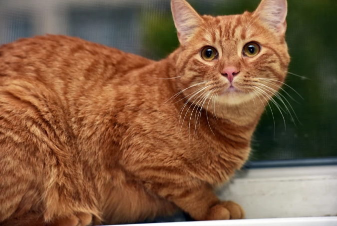 orange tabby cat