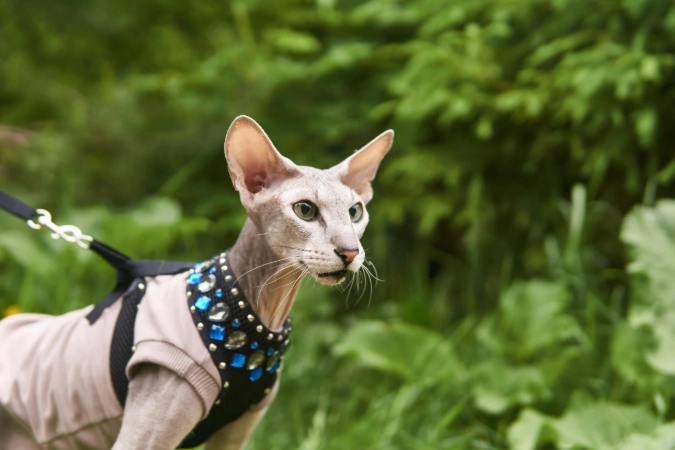 Peterbald cat breed