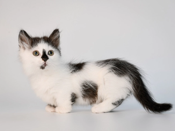 munchkin cat breed munchkin cat breed