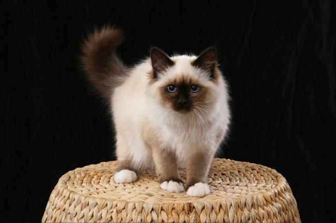 Birman cat care