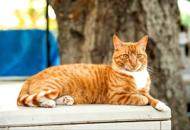 orange tabby cat