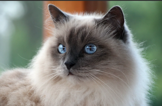 Birman cat vs Ragdoll
