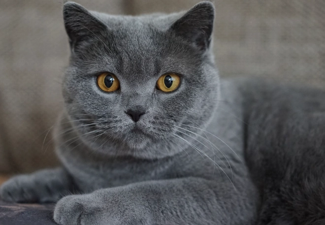 Chartreux cat care