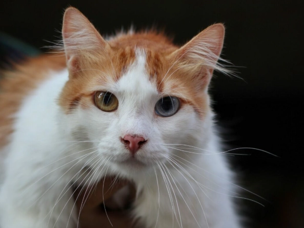 Turkish Van cat characteristics