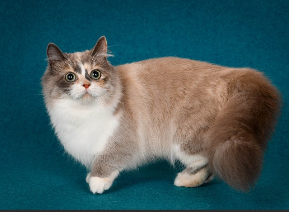 munchkin cat breed munchkin cat breed