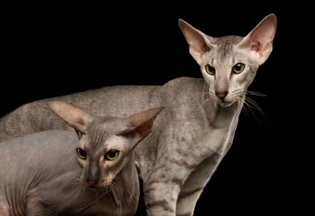 Peterbald cat breed