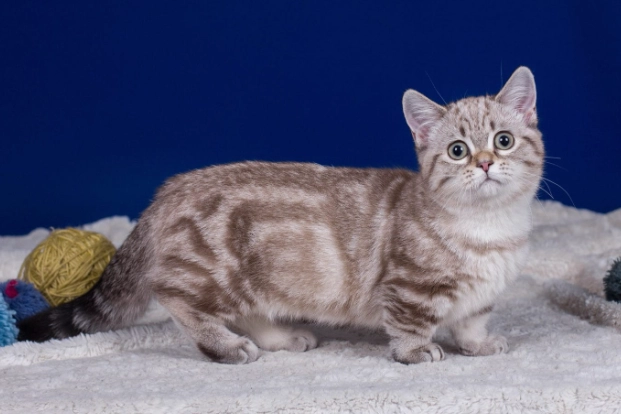 short leg cat short leg cat