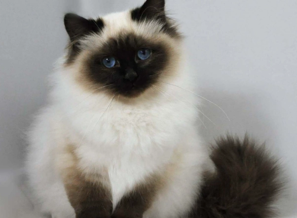 Birman cat personality