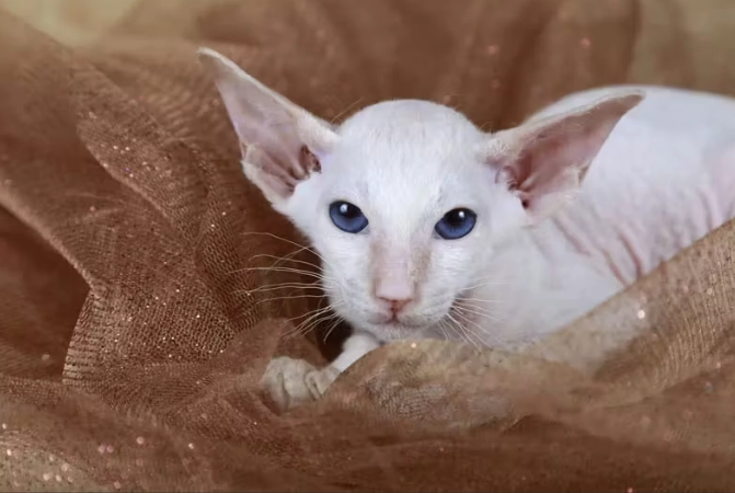 Peterbald cat personality